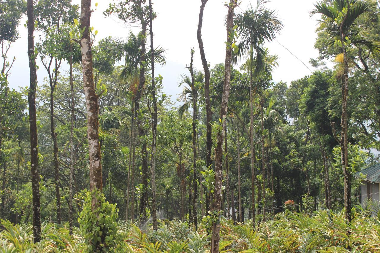 Hotel Tree Blanche Munnar Esterno foto